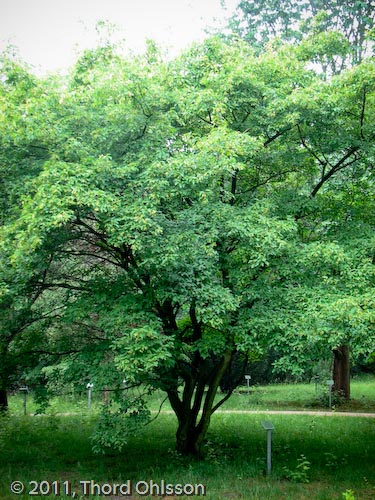 Acer tataricum ssp ginnala